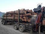 Eiche Stumpfholz | Hartholz | Rundholz | FIGULI, s.r.o.