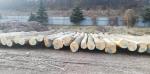 Buche - Rundholz
