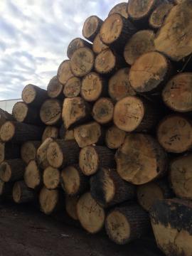 Eiche Furnierrundholz | Hartholz | Rundholz | D&C SNEGL