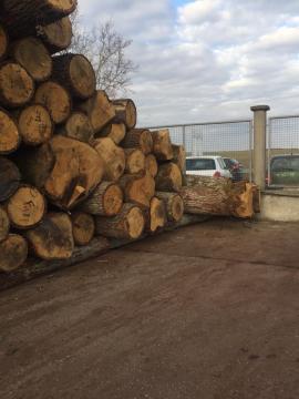 Eiche Furnierrundholz | Hartholz | Rundholz | D&C SNEGL