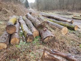 Eiche Sägerundholz |  Hartholz | Rundholz | Bartoš Gašpar - Biofire