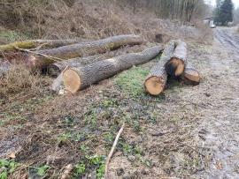 Eiche Sägerundholz |  Hartholz | Rundholz | Bartoš Gašpar - Biofire